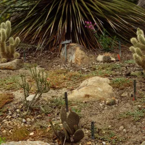 SBBG Desert Section