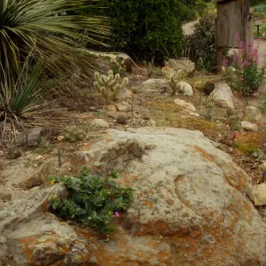 SBBG Desert Section