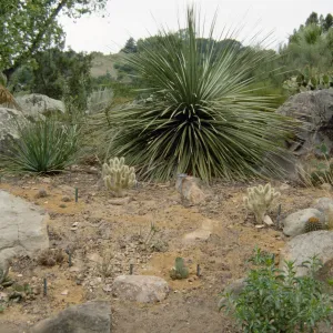 Desert Section in 1993