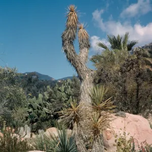 Desert Section