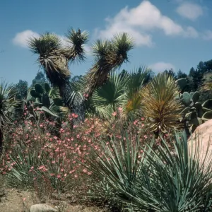 Joshua Tree in Desert Section, 1966