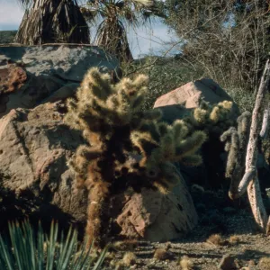 Desert Section in 1966