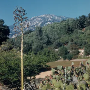 Desert Section, October 1956