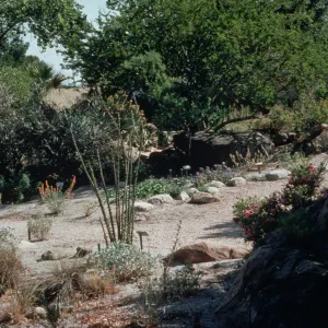 Desert Section