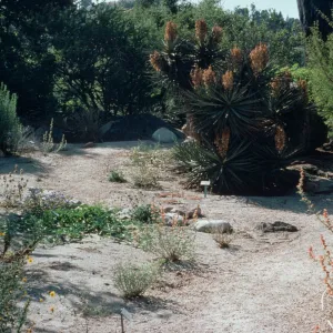 Desert Section