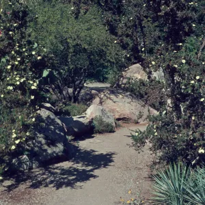 Desert Section