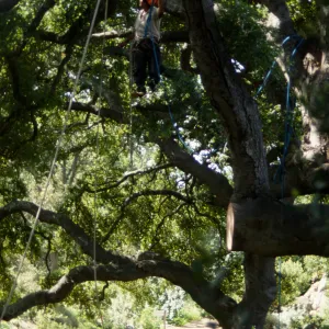 Pruning Oaks in Arroyo Section, 1998