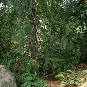 Redwood