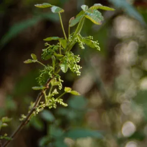 poison oak, Toxicodendron diversilobum