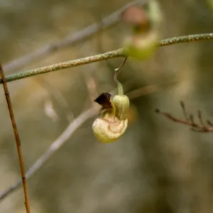 California Dutchman's pipe, Aristolochia californica 