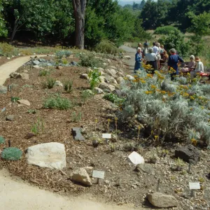Dudleya Display Dedication