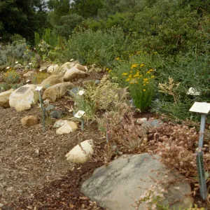 Dudleya Display