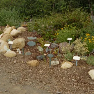Dudleya Display