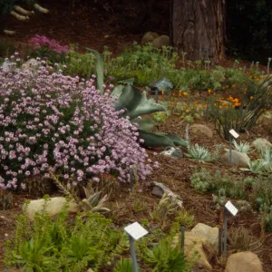 Dudleya Display 1995