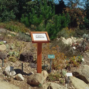 Dudleya Display Sign