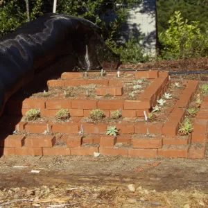 Dudleya Test Plot, August 1998