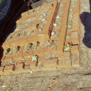 Dudleya Test Plot, August 1998