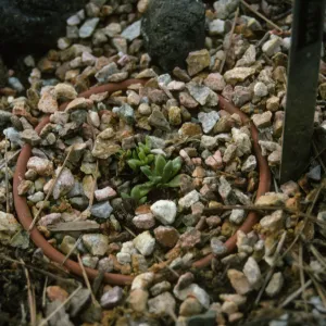 Dudleya nesiotica in Dudleya bed