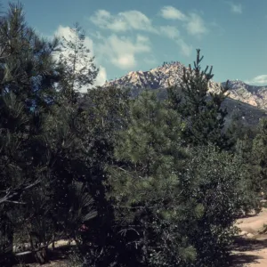 Old Foothill Section looking north to mountain