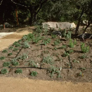 SBBG Home Demonstration Garden construction