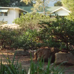 Home Demonstration Garden Construction (Manzanita)