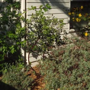 Home Demonstration Garden Construction
