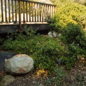 Home Demonstration Garden Construction (Manzanita)