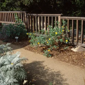 Home Demonstration Garden 