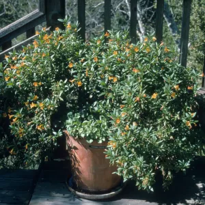 Mimulus hybrid, Heuchera cv.