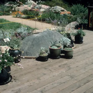 Potted Plants on HDG deck