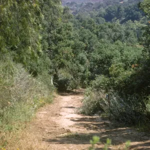 New Island Section before clearing