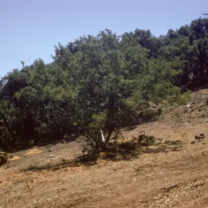 clearing the new Island Section