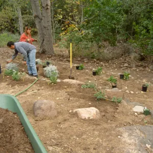 Island Rare Plant Display planting