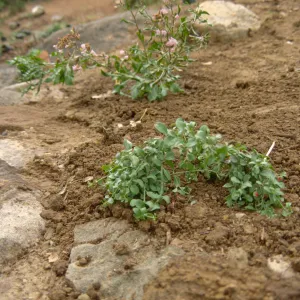 Island Rare Plant Display planting