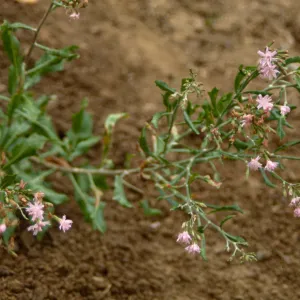 Island Rare Plant Display planting