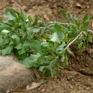 Island Rare Plant Display planting