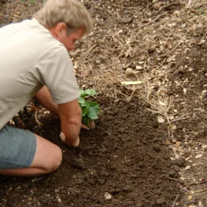 Island Rare Plant Display planting