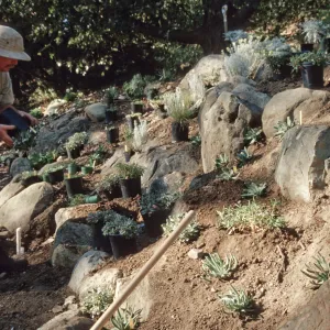 Island slope planting