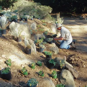 Island slope planting
