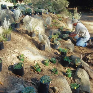 Island slope planting