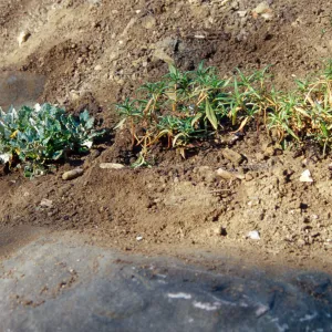 Island slope planting