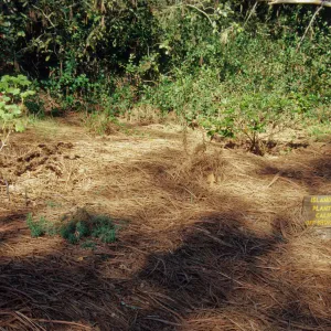 Island Section, Plants of the California Offshore Islands