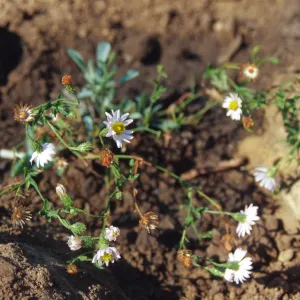 Island slope planting