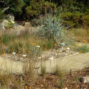Meadow grass display