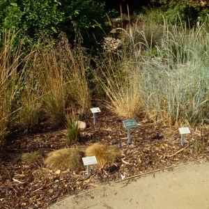 Meadow grass display