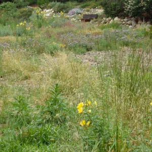 Meadow