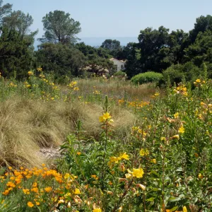 Meadow, looking south