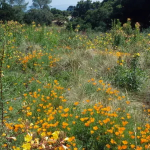 Meadow, looking south