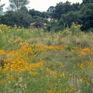 Meadow, looking south