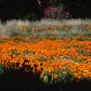 Poppies in the Meadow, border grasses